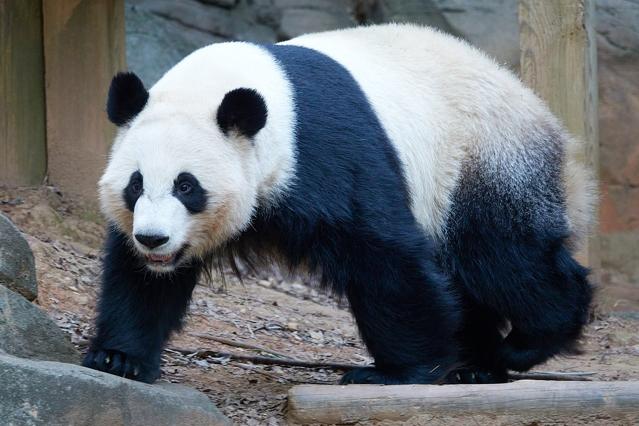 Zoo Atlanta